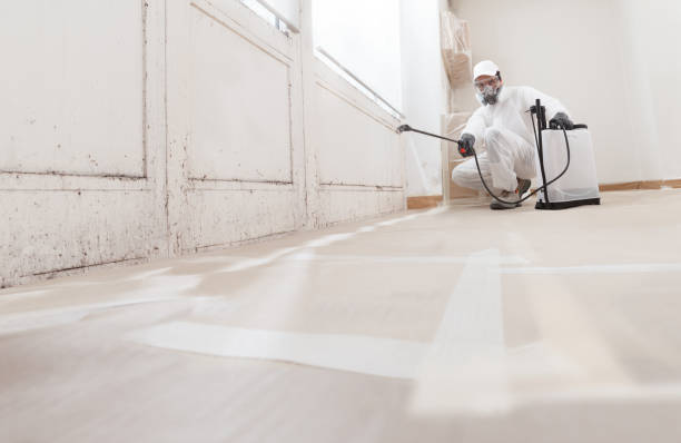 Black mold remediation team in Garden City